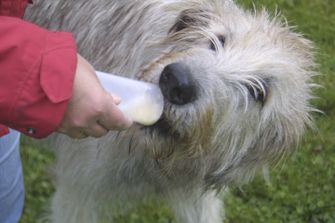 Origin Outdoors Σωλήνας συμπίεσης Επαναγεμιζόμενες ταΐστρες εκπαίδευσης για σκύλους, 2 τεμάχια 200 ml